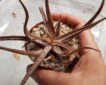 Aloe hybrid