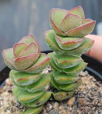 Crassula