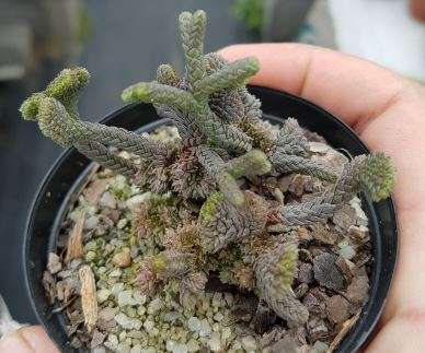 Crassula crested