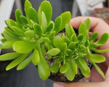 Sedum crested