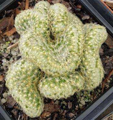Mammilaria elongata crested