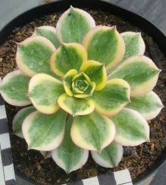 Aeonium Sun Burst