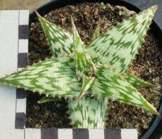 Aloe somaliensis