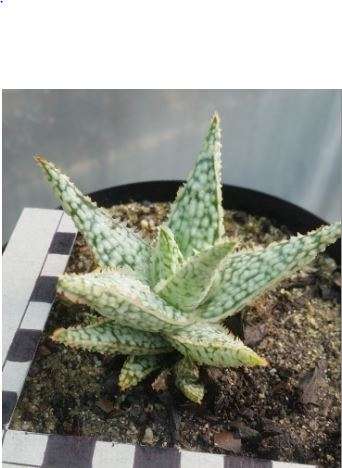 Aloe White Lightning
