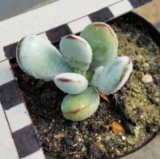 Cotyledon orbicularis var. oophylla