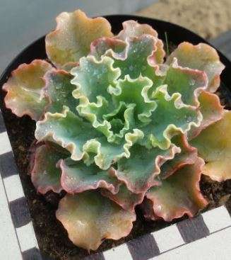 Echeveria Blue Curls (blond form)