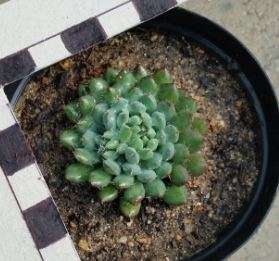 Echeveria setosa var. deminuta