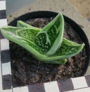 Gasteria Green ice