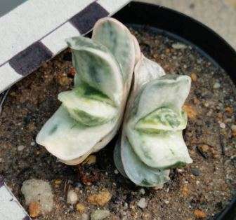 Gasteria variegated