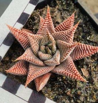Haworthia limifolia var. striata