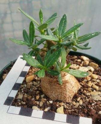 Pachypodium succulentum