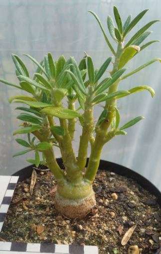 Pachypodium bispinosum
