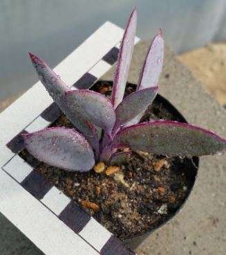 Senecio crassissimus