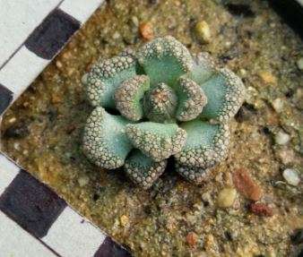 Titanopsis calcarea