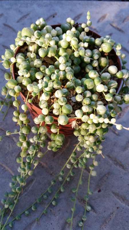 Senecio rowleyanus variegata  15cm cutting