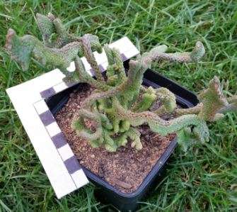Crassula crested