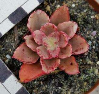 Echeveria painted frills