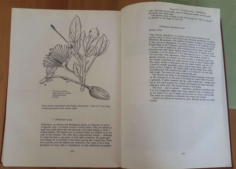 Trees of Southern Africa Volume 1 (Eve Palmer and Norah Pitman)