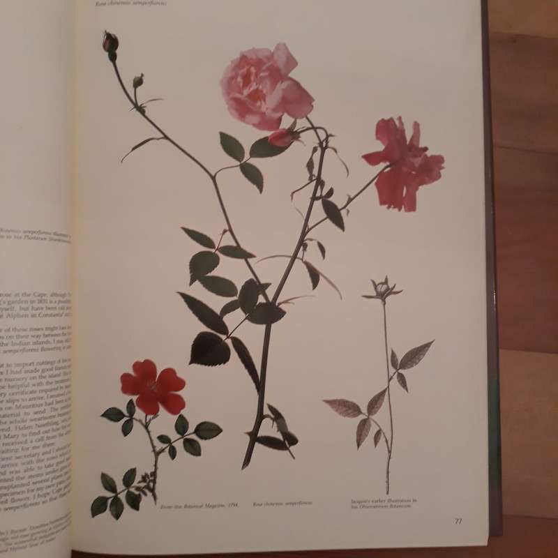 Roses at the Cape of Good Hope