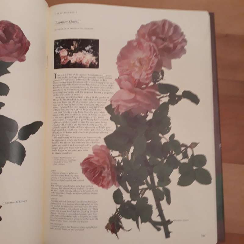 Roses at the Cape of Good Hope