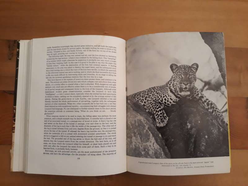 The Leopard (Peter Turnbull-Kemp)