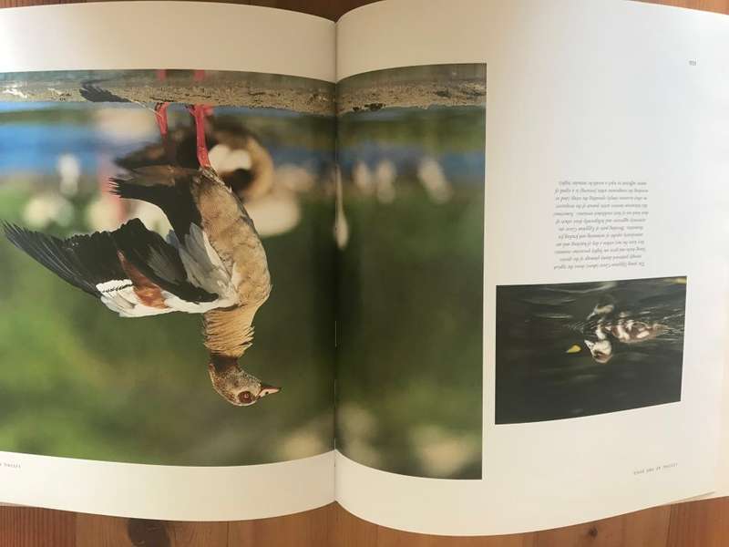 Waterbirds: The Birds of Southern Africa's Wetlands