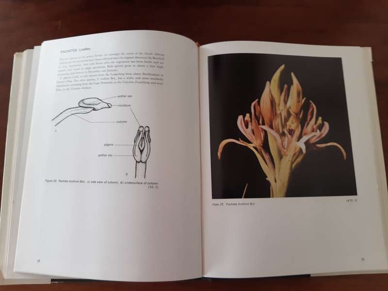 An introduction to South African orchids
