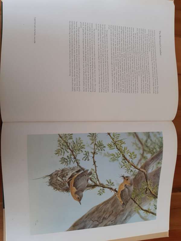 Birds of the African Bush