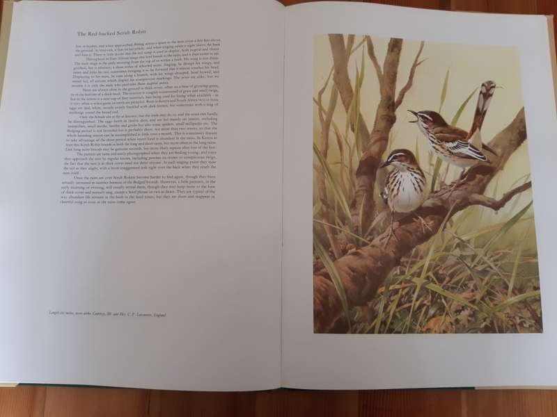 Birds of the African Bush