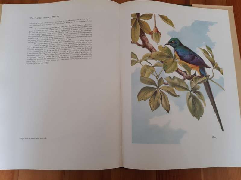 Birds of the African Bush