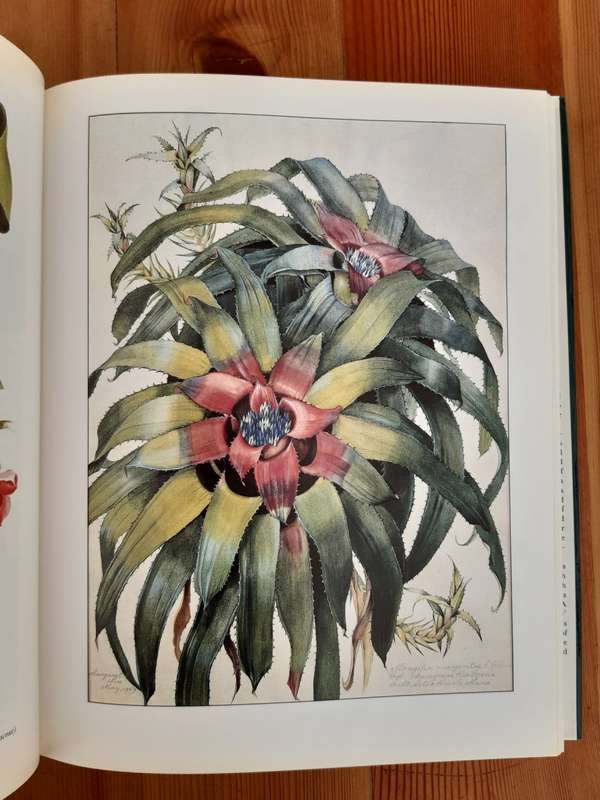 Margaret Mee In Search of Flowers of the Amazon Forests: Diaries of an English Artist Reveal the Bea