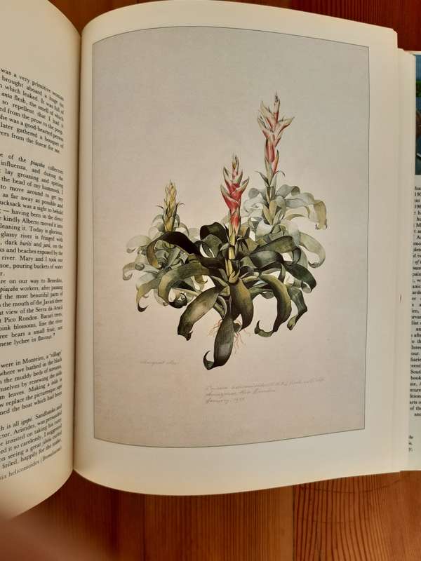 Margaret Mee In Search of Flowers of the Amazon Forests: Diaries of an English Artist Reveal the Bea