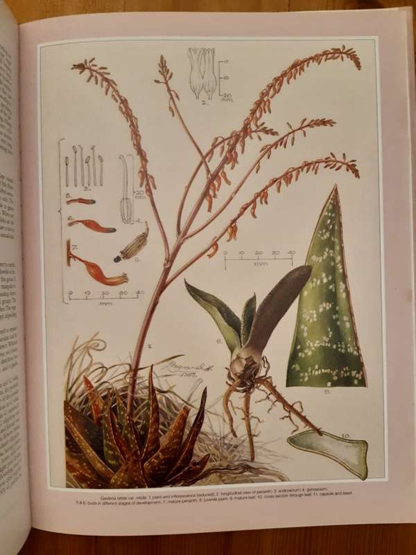 Gasterias of South Africa: A New Revision of a Major Succulent Group