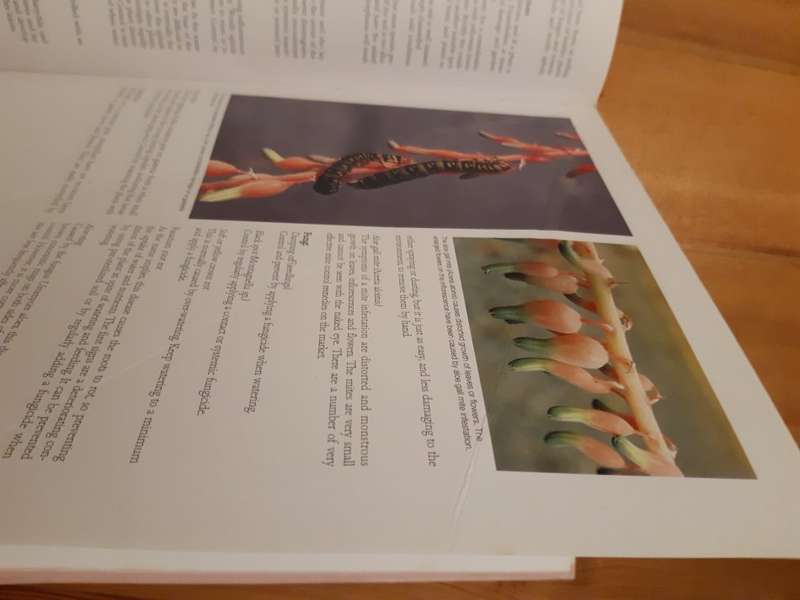 Gasterias of South Africa: A New Revision of a Major Succulent Group