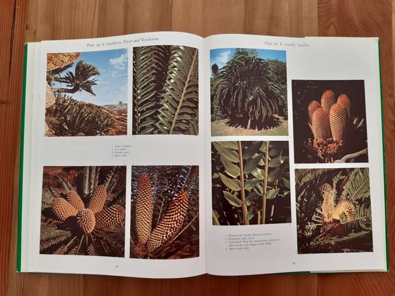 Cycads of South Africa - Cynthia Giddy