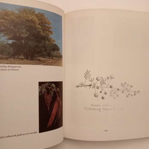 The South African acacias - J. D. Carr
