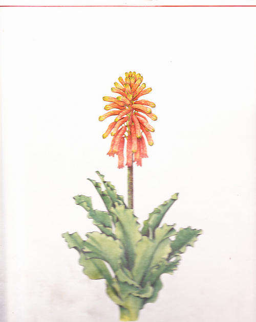 Spring and Winter Flowering Bulbs of the Cape  - By Jeppe, Barbara