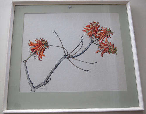 Barbara Tyrrell : Botanical sketch - Pen and watercolour