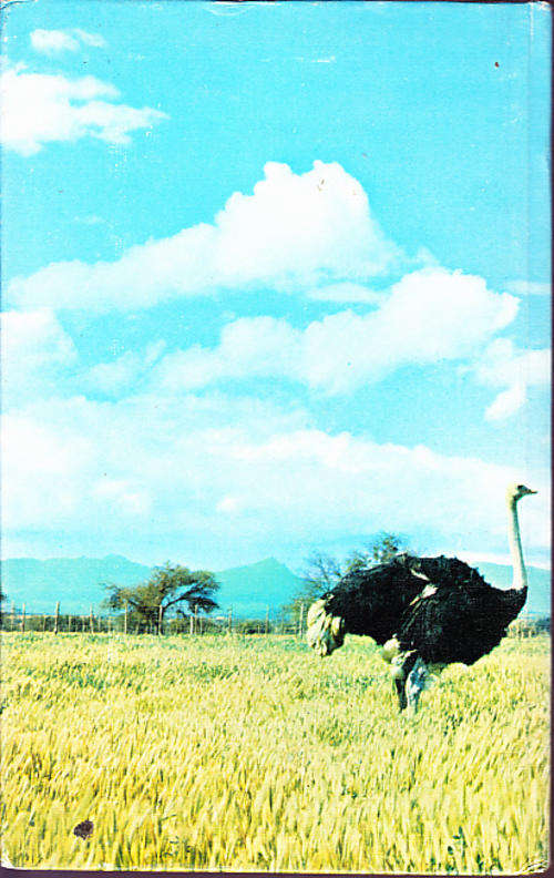 Ostrich Country by Fay Goldie