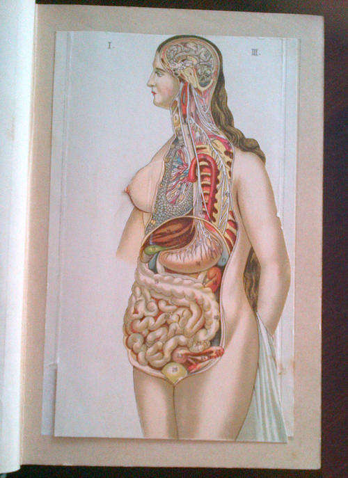 Ladies' Guide to Health and Disease-Childhood, Maidenhood, Wifehood, Motherhood (J H Kellogg)