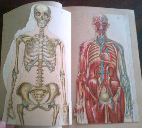 Ladies' Guide to Health and Disease-Childhood, Maidenhood, Wifehood, Motherhood (J H Kellogg)