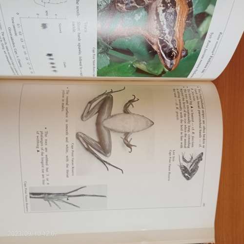 South African Frogs