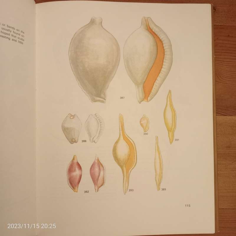*SALE*Sea-Shells of Southern Africa - Gastropods  (Brian Kensley)