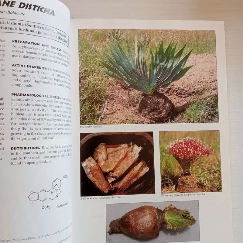 Medicinal plants of South Africa