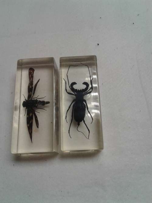 2 X COLLECTABLE BUGS IN PERSPEX GLASS