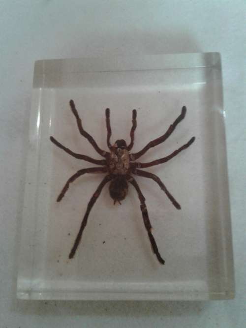 LARGE SPIDER IN PERSPEX GLASS  (12 X 15 CM)