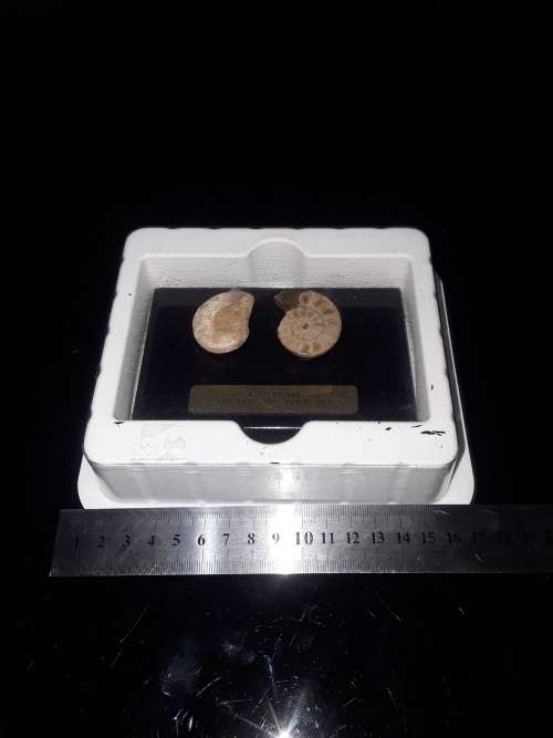AMMONITES(65 MILLION YEARS AGO)