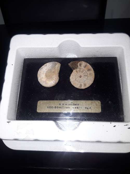 AMMONITES(65 MILLION YEARS AGO)