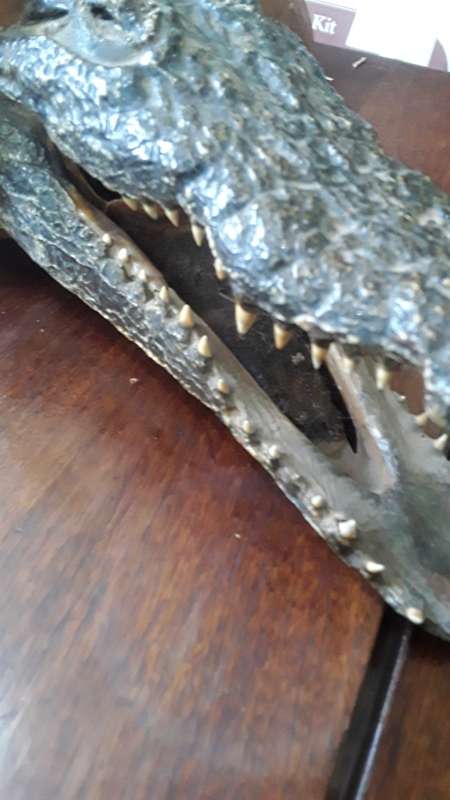 GENUINE CROCODILE HEAD ON STAND(PRESERVED)