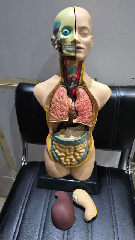 ANATOMICAL MODEL BODY TORSO(50CM)